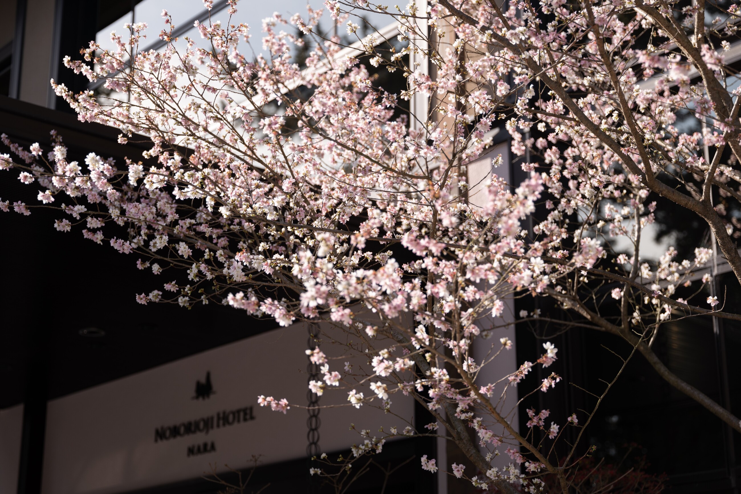 冬桜